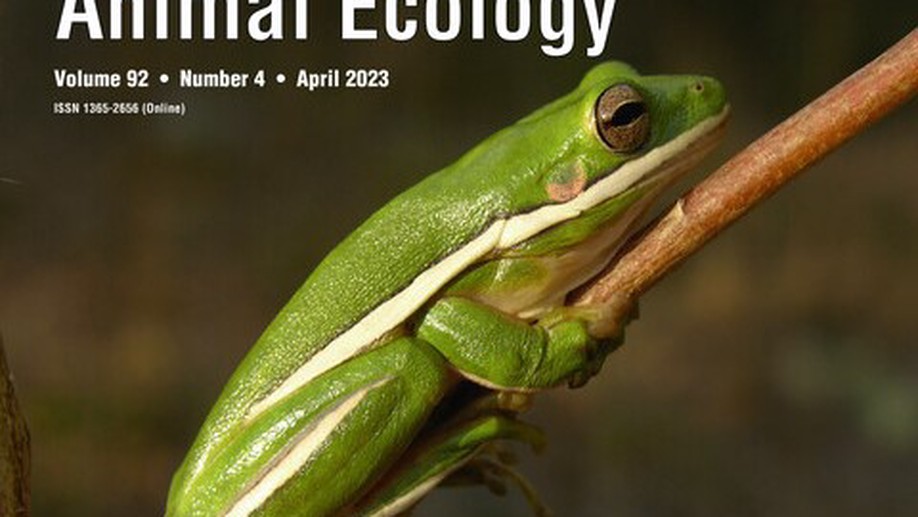 Experimental evaluation of how biological invasions and climate change interact to alter the vertical assembly of an amphibian community