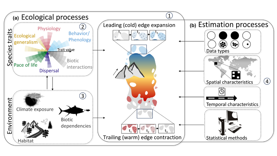 Bringing traits back into the equation, A roadmap to understand species redistribution